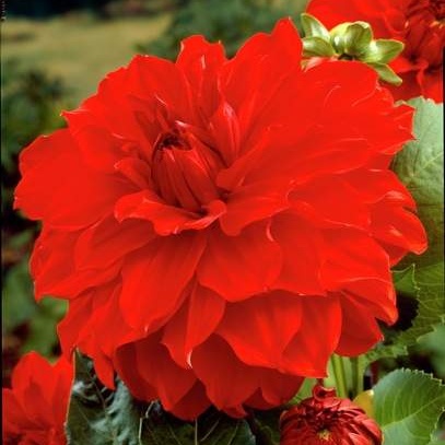 Jiřiny - Jiřina 'Garden Wonder' 1ks