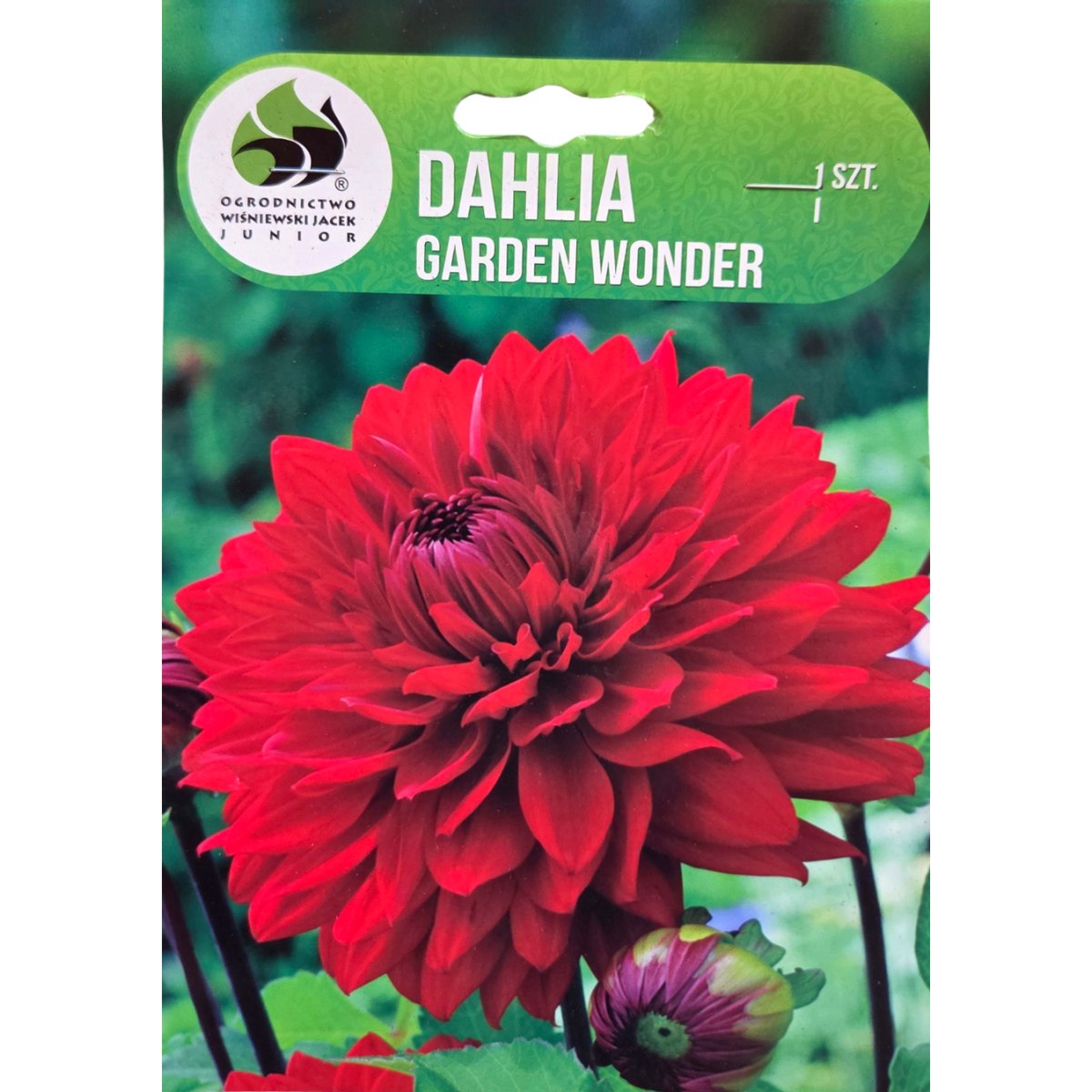 Jiřiny - Jiřina 'Garden Wonder' 1ks