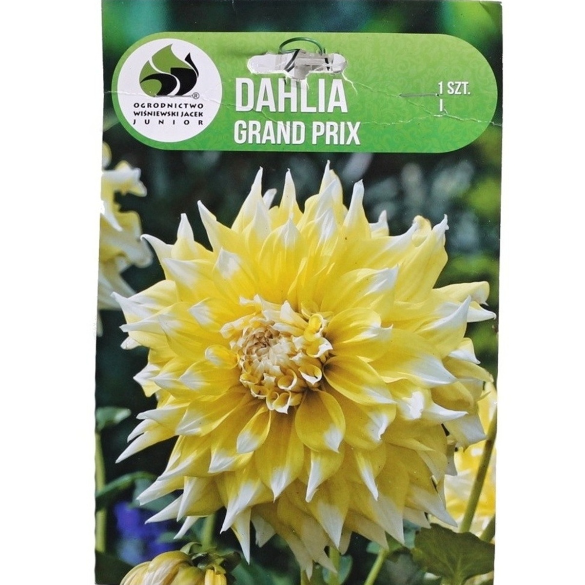 Jiřiny - Jiřina Grand Prix 1ks