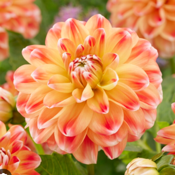 Jiřiny - Jiřina Hapet Harmony 1ks