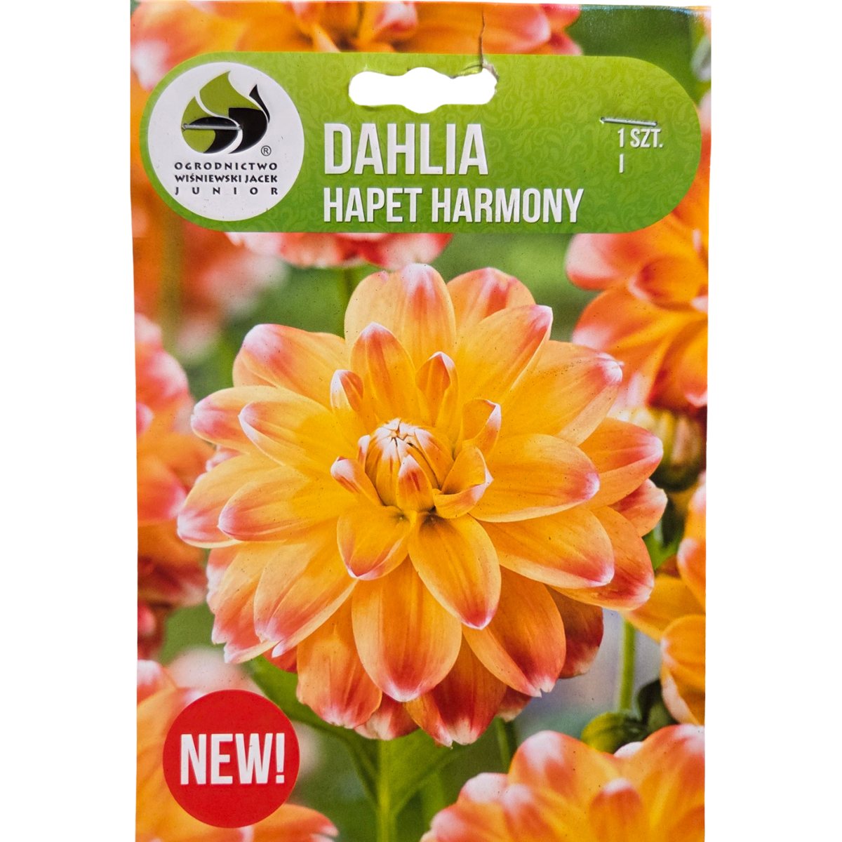 Jiřiny - Jiřina Hapet Harmony 1ks