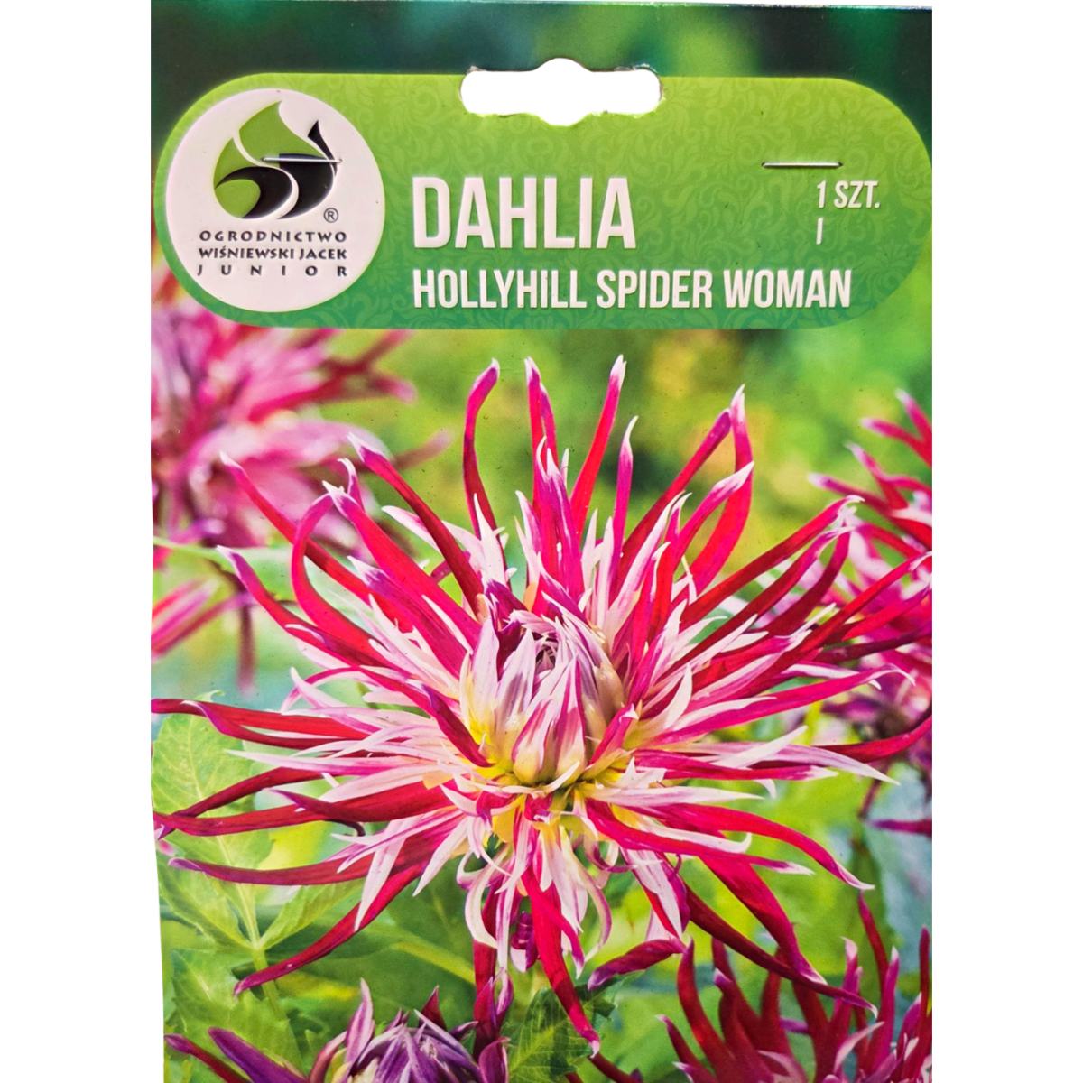 Jiřiny - Jiřina 'Hollyhill Spider Woman' 1ks