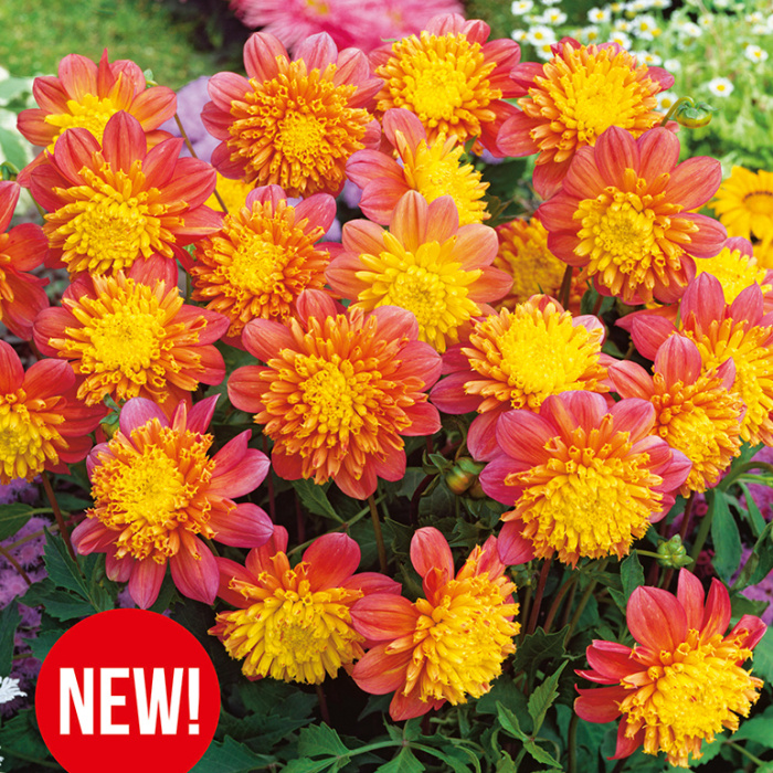 Jiřiny - Jiřina 'Honey' 1ks