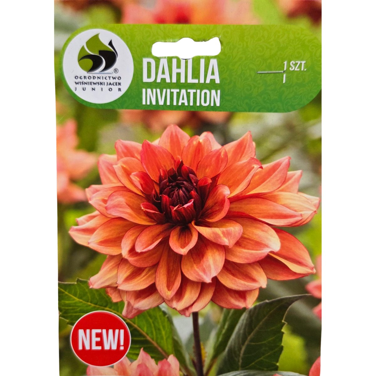 Jiřiny - Jiřina Invitation 1ks