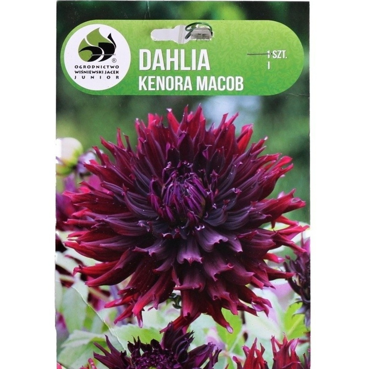 Jiřiny - Jiřina Kenora Macob 1ks