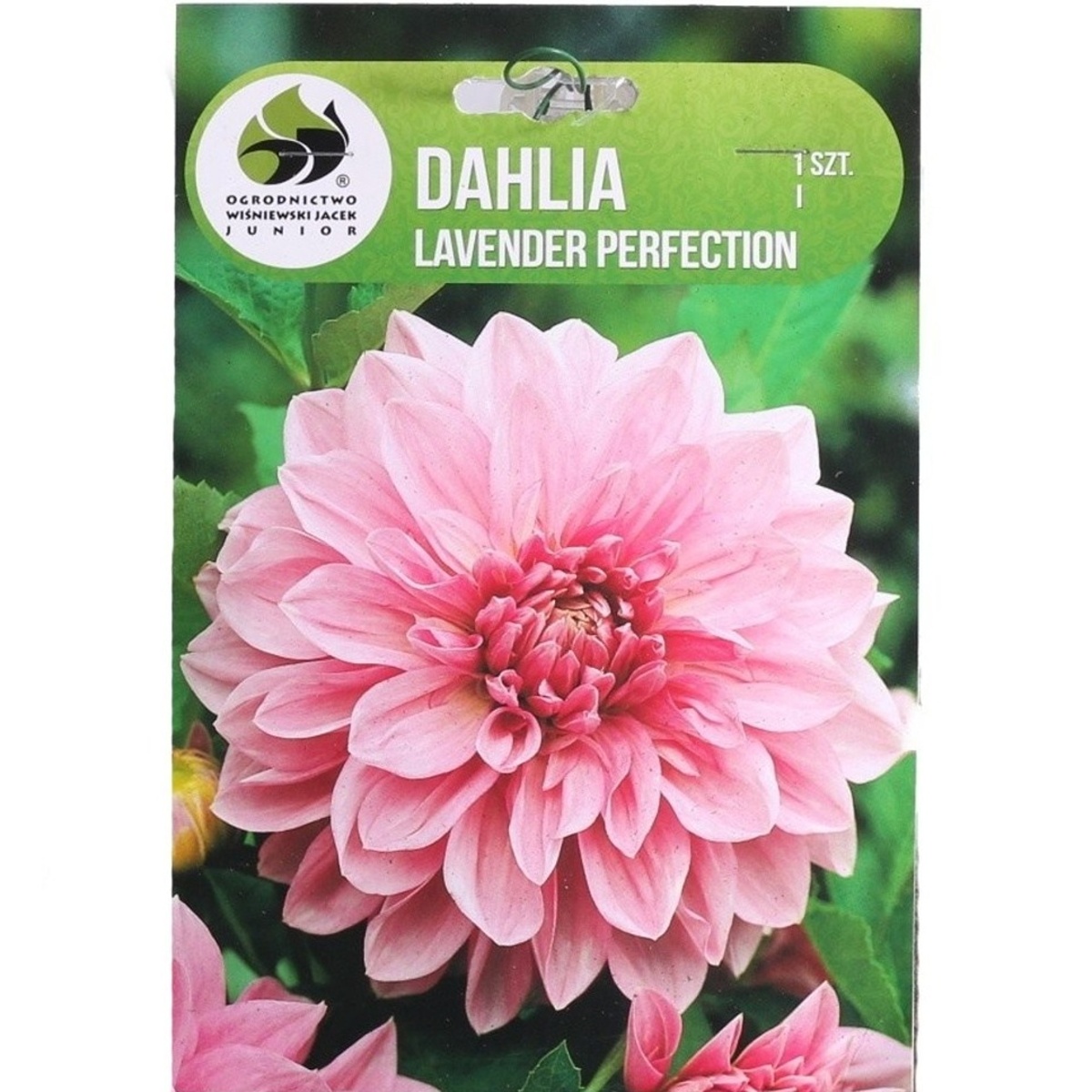 Jiřiny - Jiřina 'Lavender Perfection' 1ks