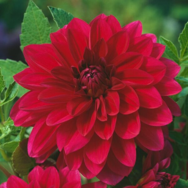 Jiřiny - Jiřina Le Baron 1ks