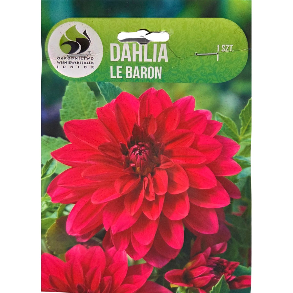 Jiřiny - Jiřina Le Baron 1ks