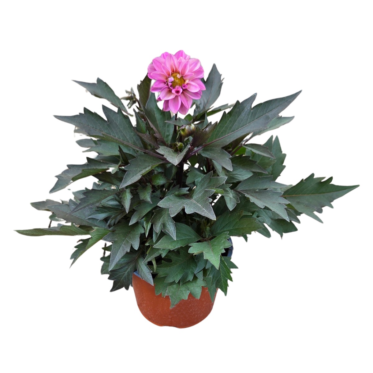 Nádobové květiny - Jiřina Lubega Dark Lovely Morning květináč 15cm