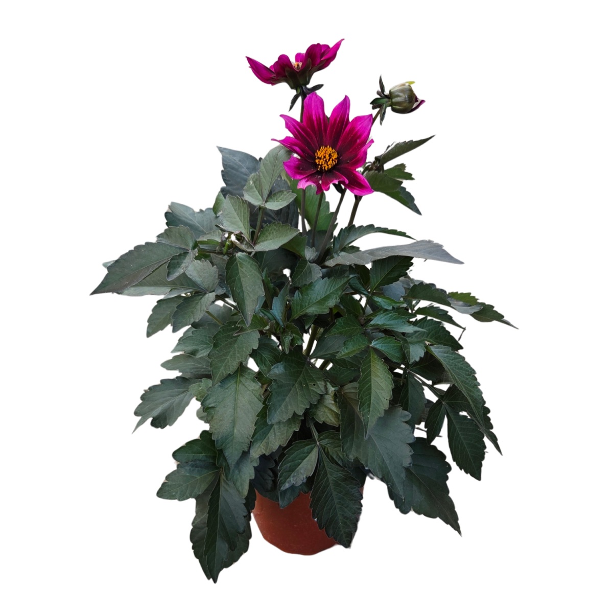Nádobové květiny - Jiřina Lubega Dark Velvet květináč 15cm