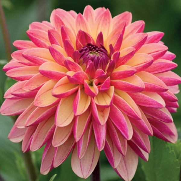 Jiřiny - Jiřina Madame Antoinette 1ks