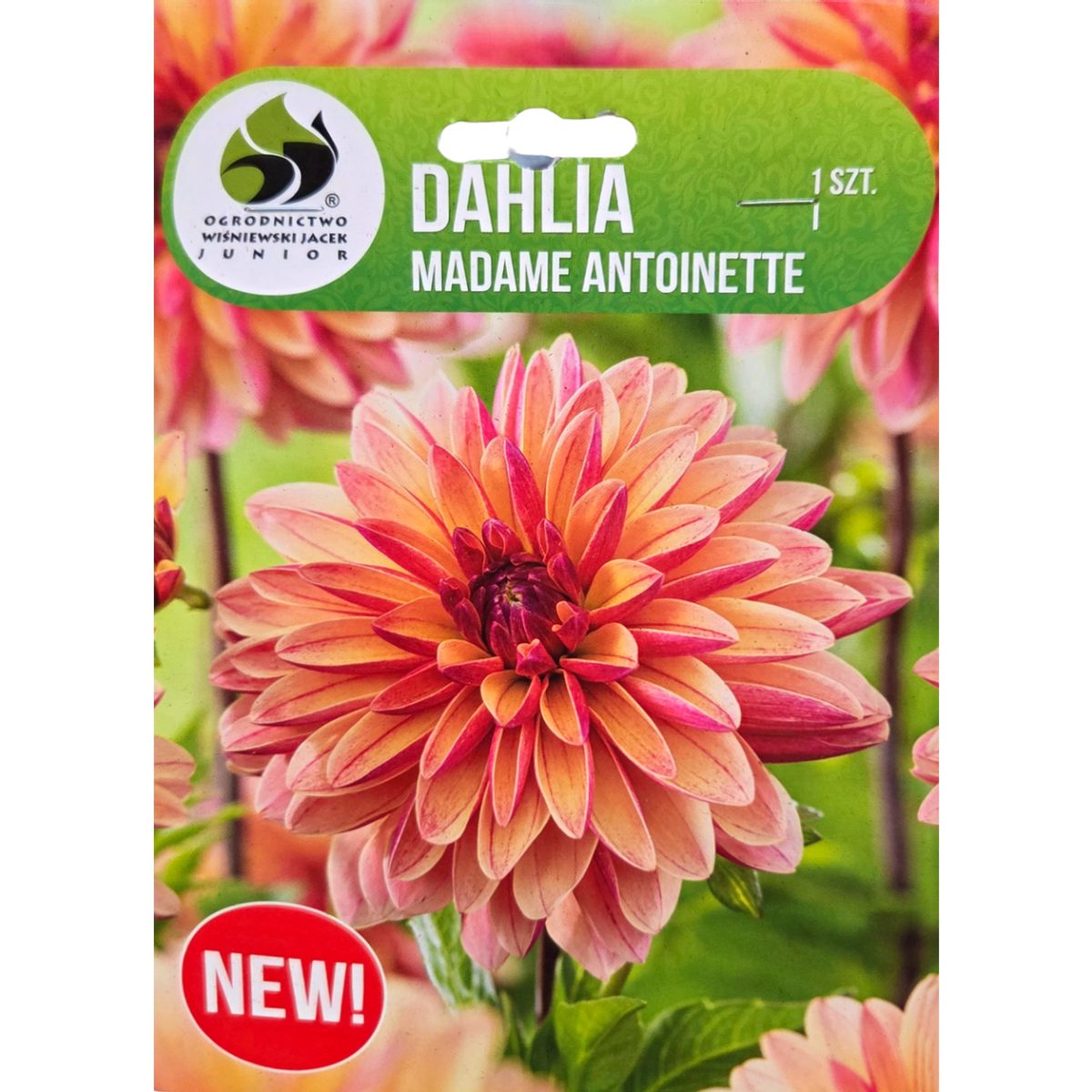 Jiřiny - Jiřina Madame Antoinette 1ks