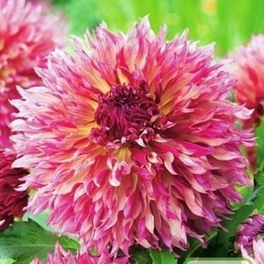 Jiřiny - Jiřina 'Myrtle's Folly' 1ks