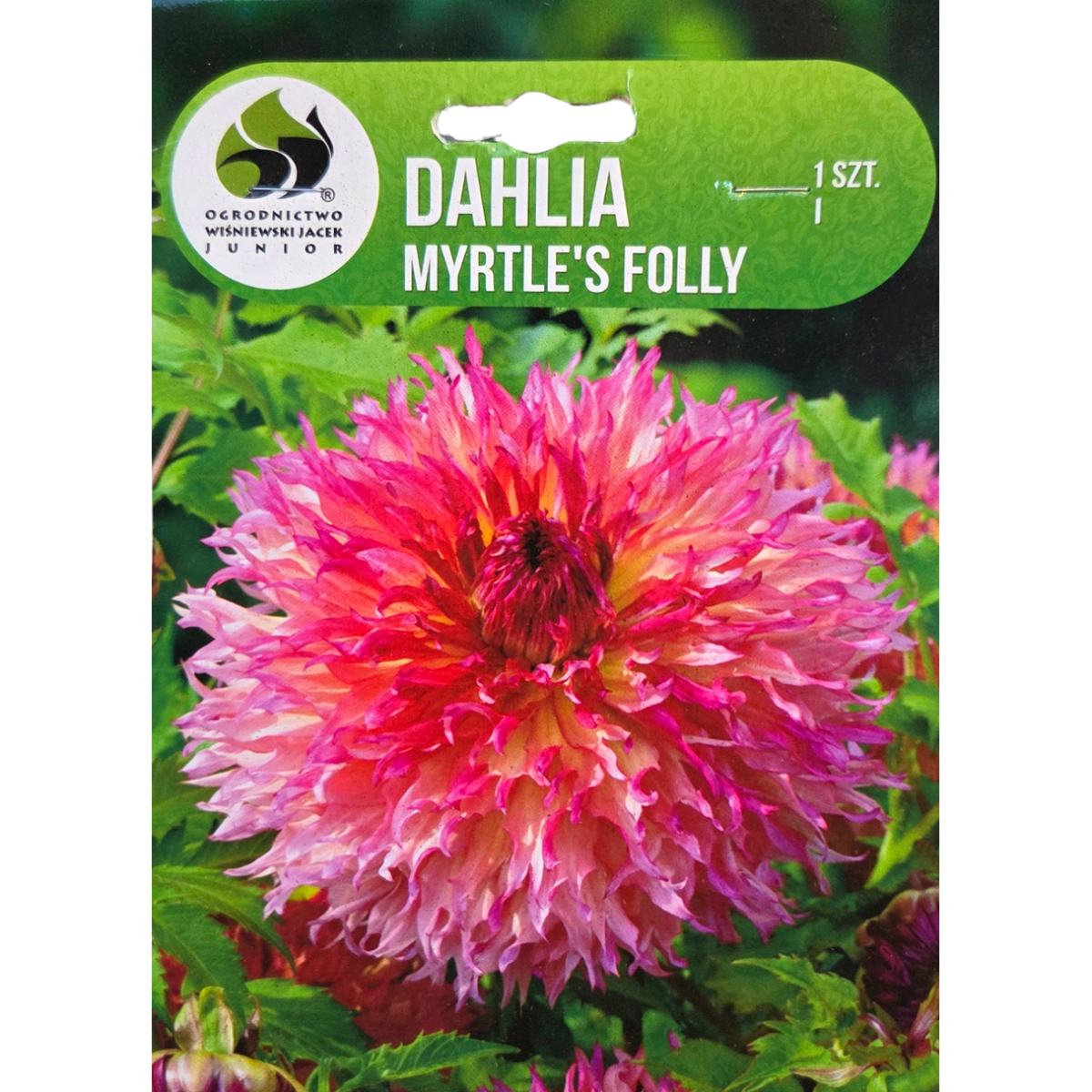 Jiřiny - Jiřina 'Myrtle's Folly' 1ks