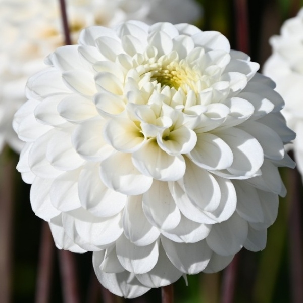 Jiřiny - Jiřina Never Give Up 1ks