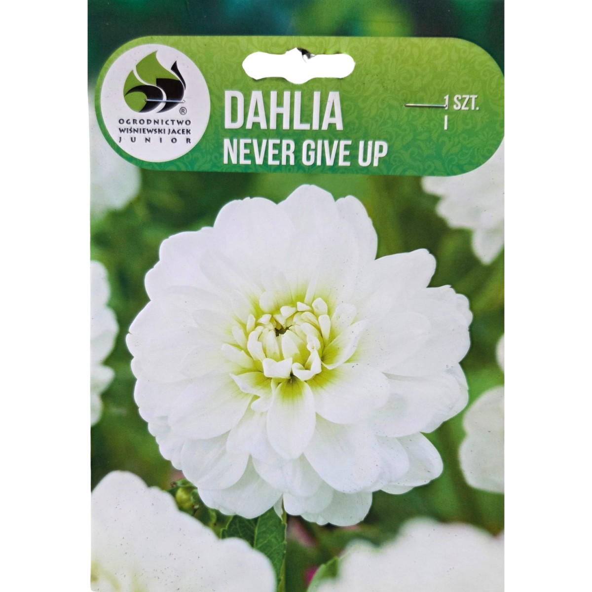 Jiřiny - Jiřina Never Give Up 1ks