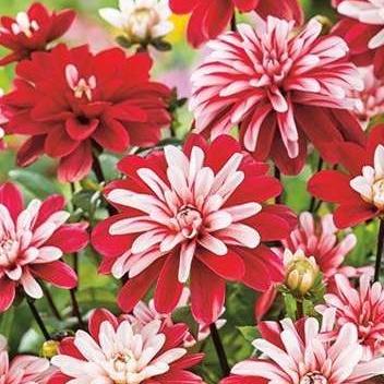 Jiřiny - Jiřina 'Pacific Time' 1ks