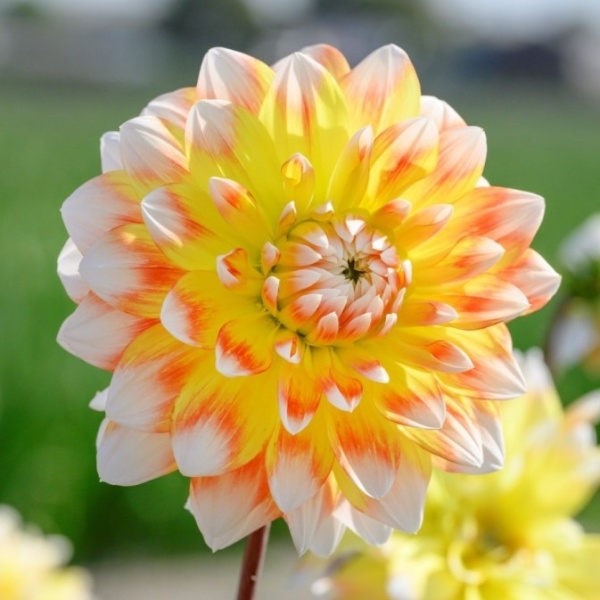 Jiřiny - Jiřina Peaches and Cream 1ks