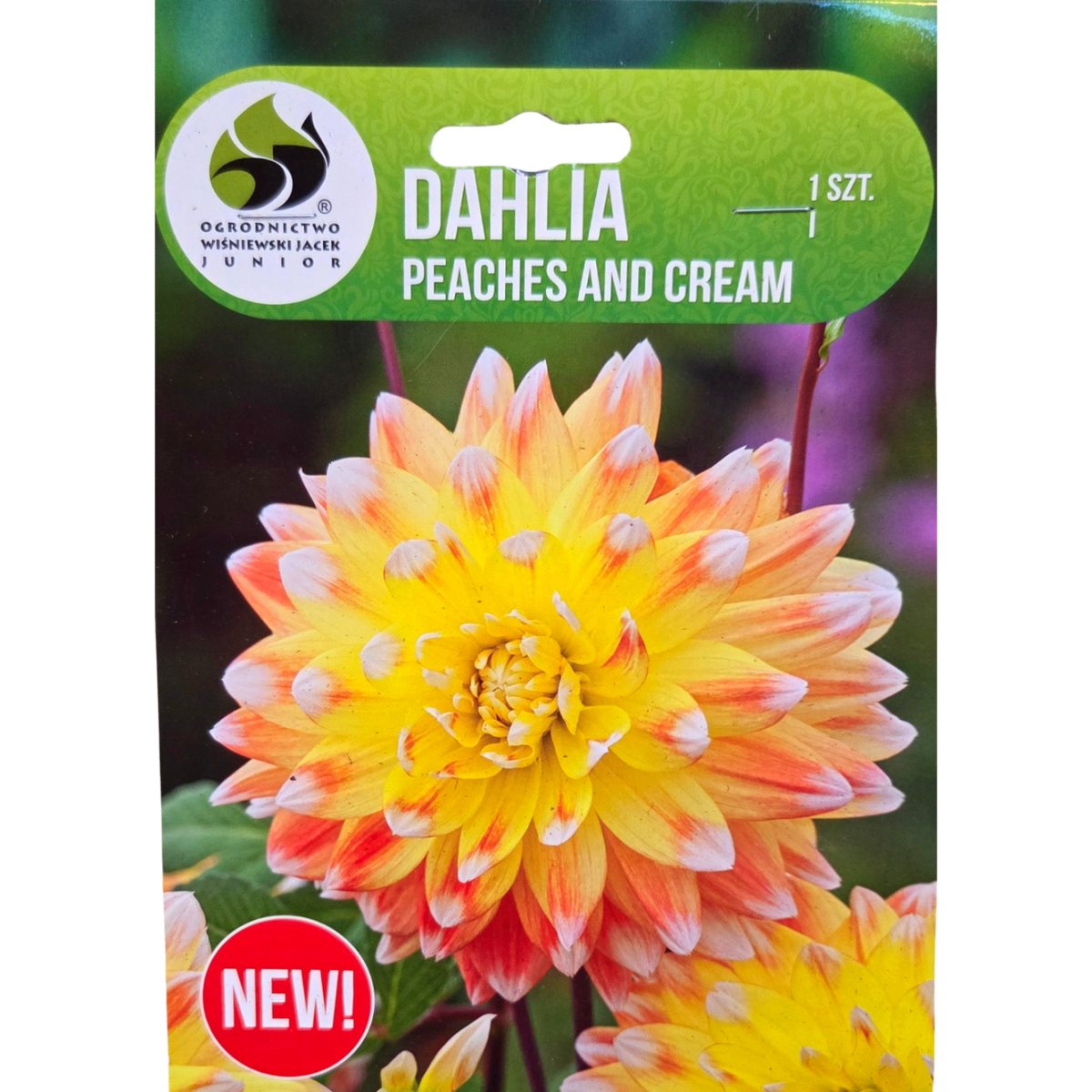 Jiřiny - Jiřina Peaches and Cream 1ks