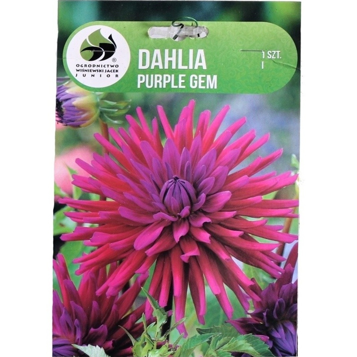 Jiřiny - Jiřina Purple Gem 1ks