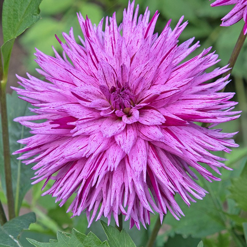 Jiřiny - Jiřina 'Striped Ambition' 1ks