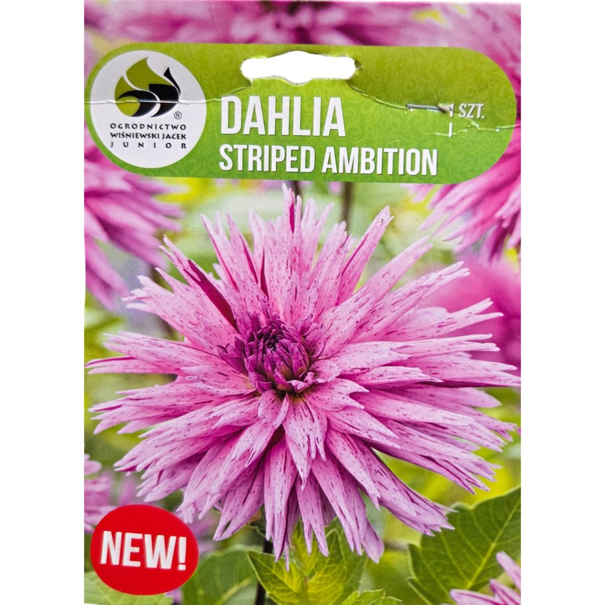 Jiřiny - Jiřina 'Striped Ambition' 1ks