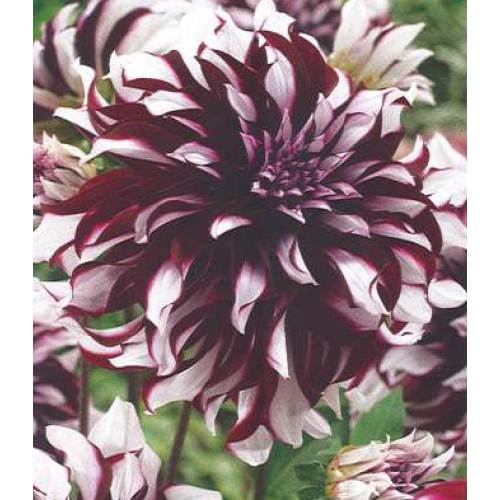 Jiřiny - Jiřina 'Tartan' 1ks