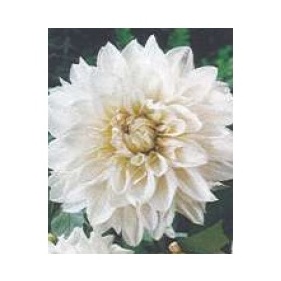 Jiřiny - Jiřina 'White Perfection' 1ks