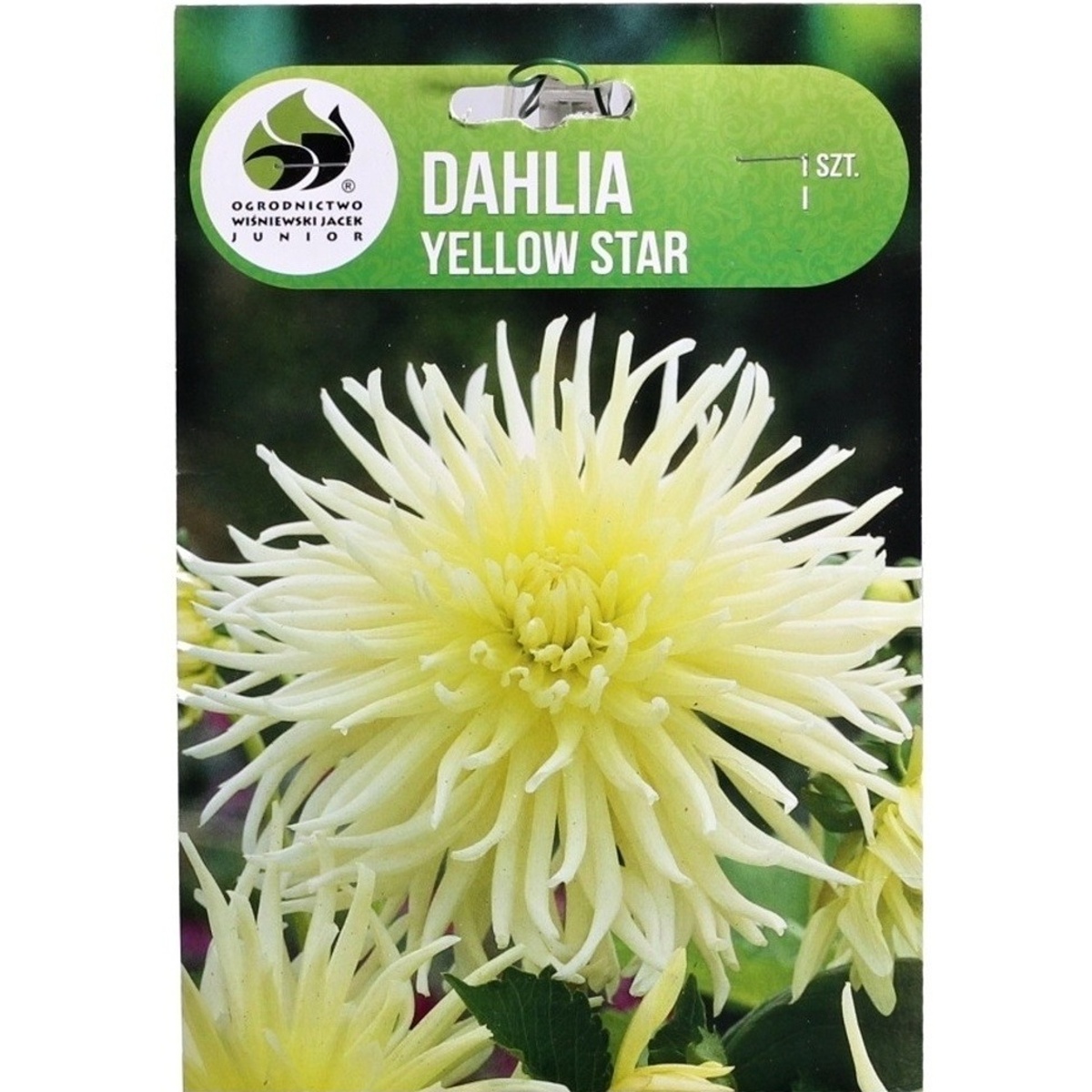 Jiřiny - Jiřina Yellow Star 1ks