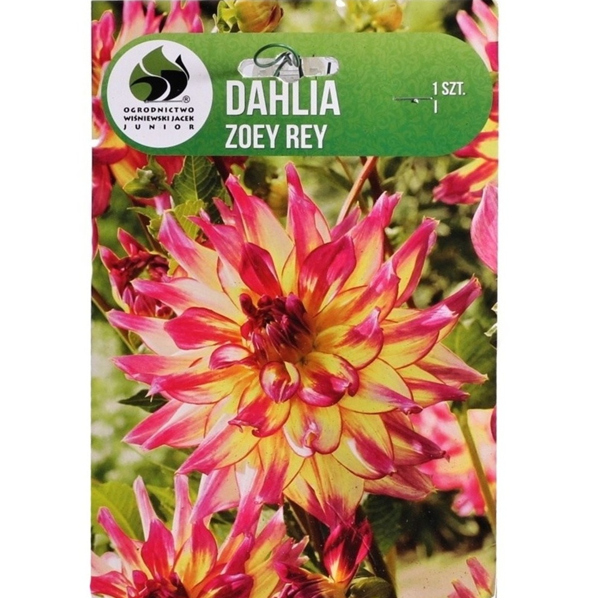 Jiřiny - Jiřina Zoey Rey 1ks