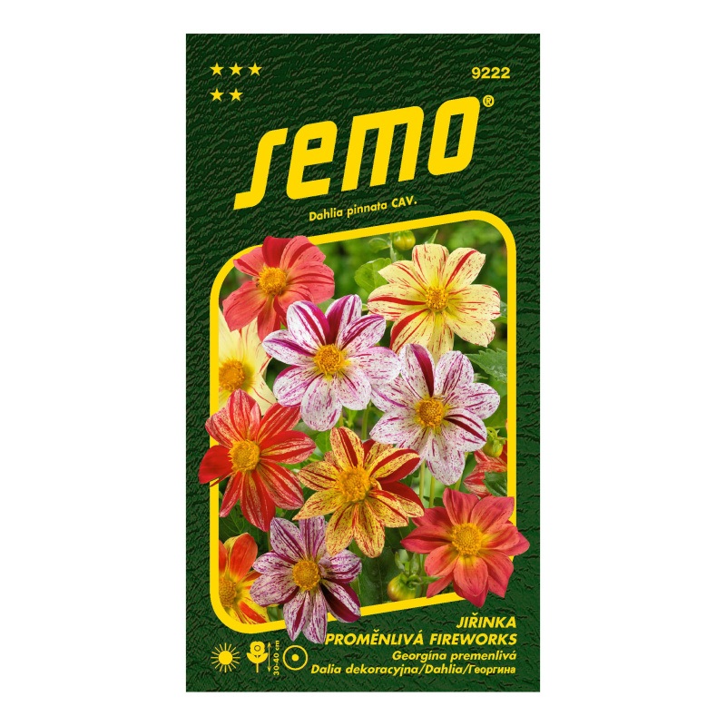 Jiřinka proměnlivá Fireworks-0