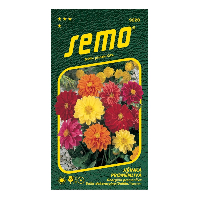 Jiřinka proměnlivá směs Kompakt nízká-0