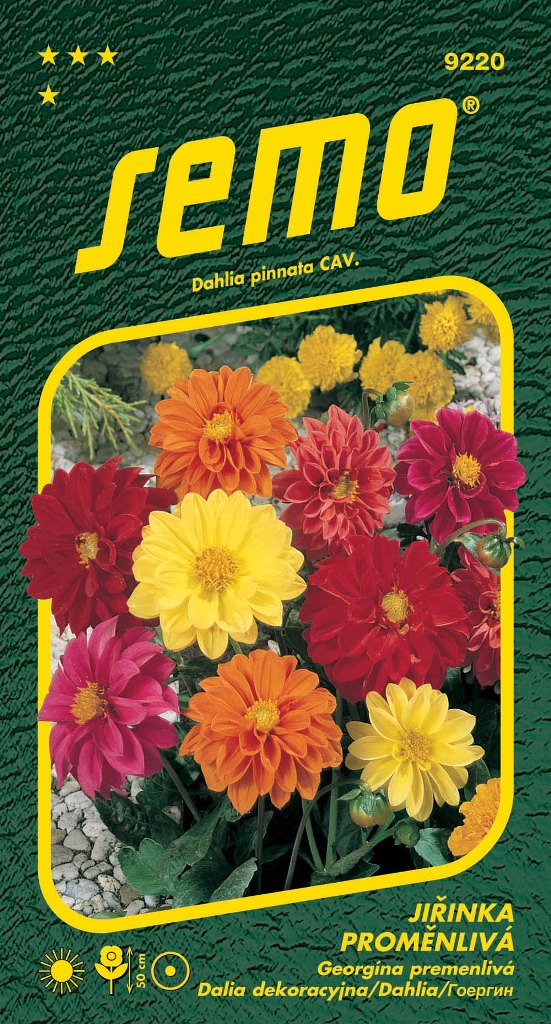 Osivo letniček - Jiřinka proměnlivá směs Kompakt nízká