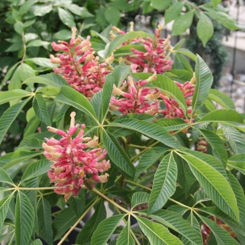 Listnaté stromky a stromy - Jírovec pavia 'Koehnei' kmínek 40cm, 10 litrů