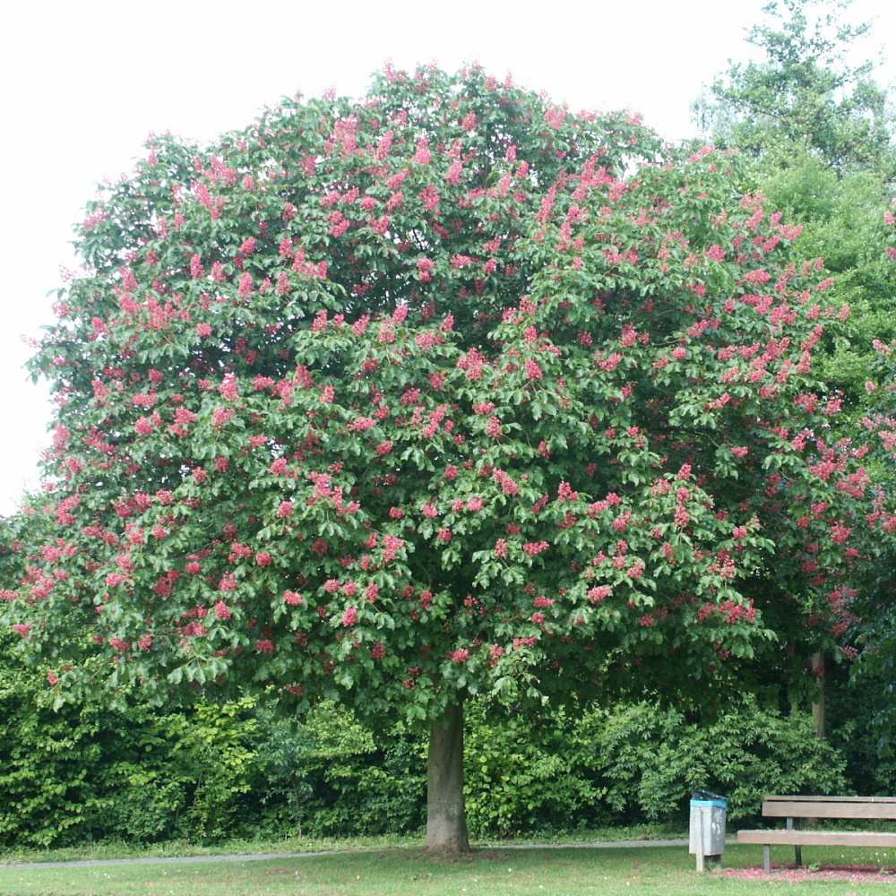 Soliterní stromy - Jírovec pleťový Briotii výška kmene 225cm, zemní bal
