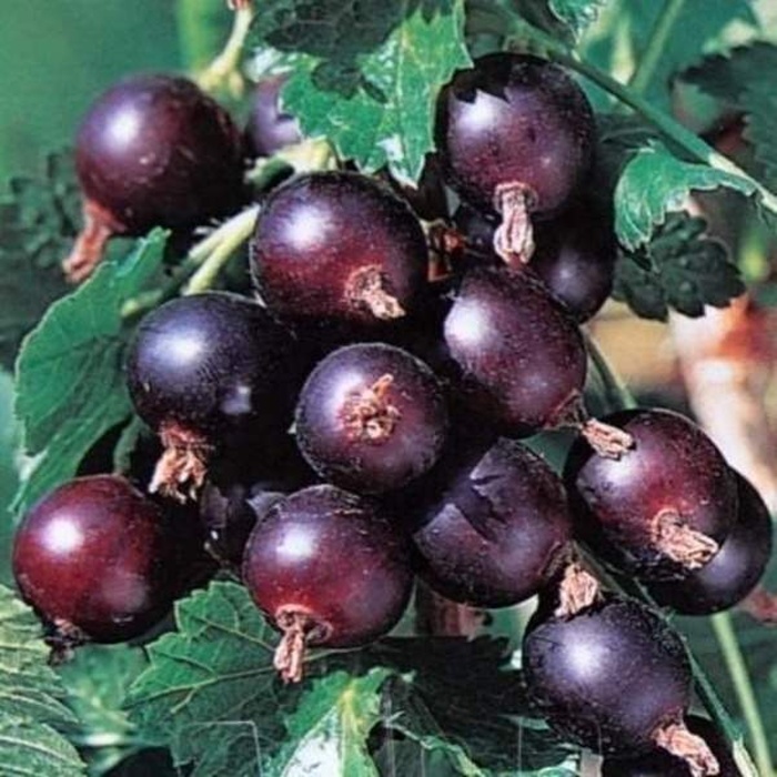 Rostliny - Josta květináč 5 litrů