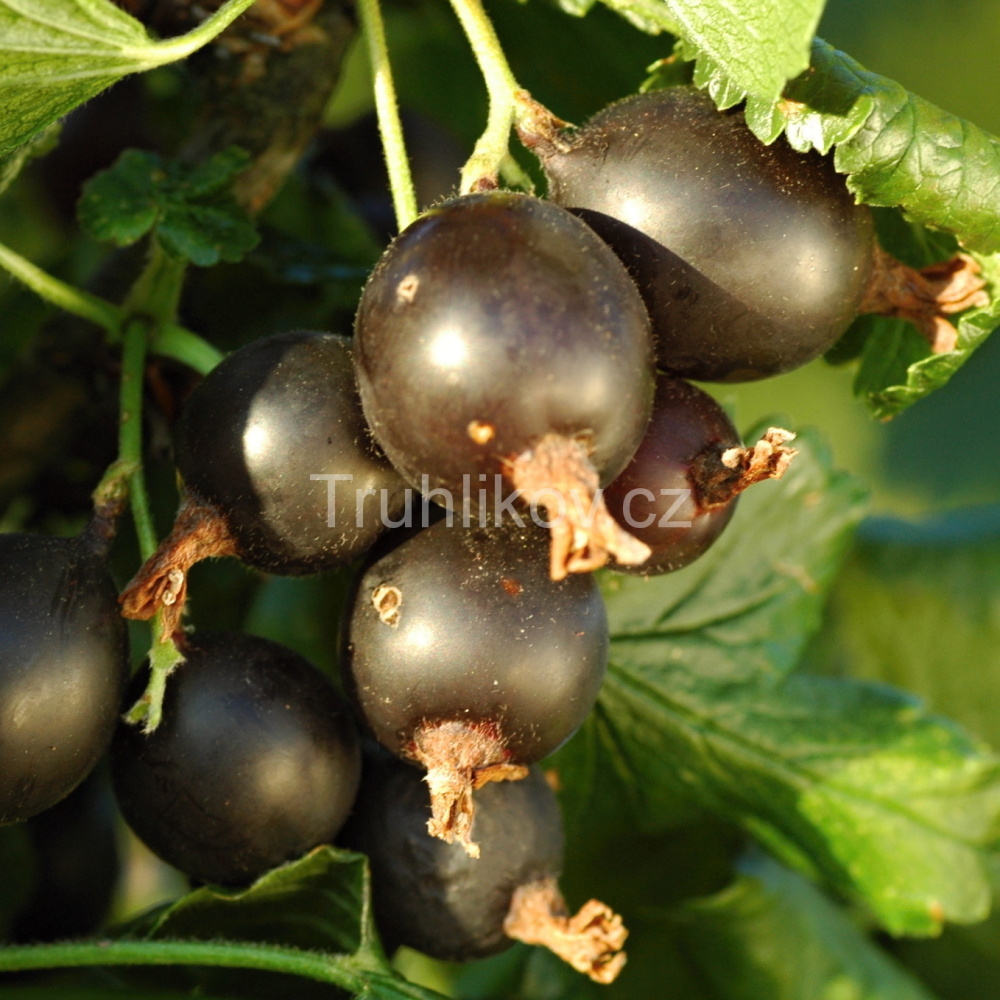 Rostliny - Josta prostokořenná, kmínek 60/90cm, stromek