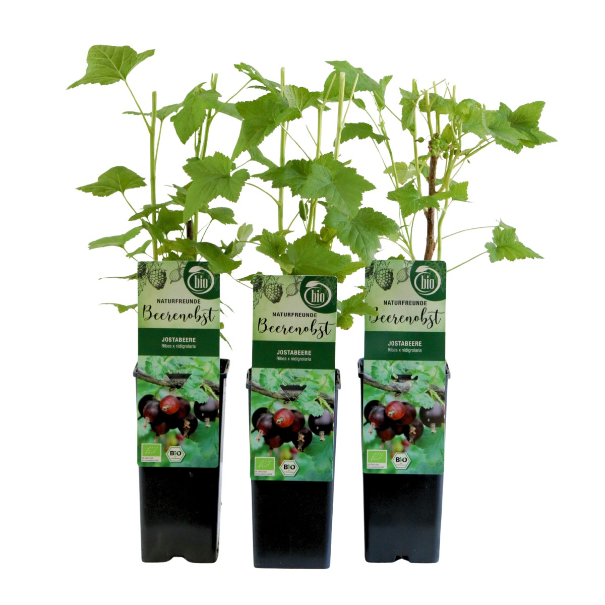 Angrešty - Josta výška 30/40cm, květináč 2 litry