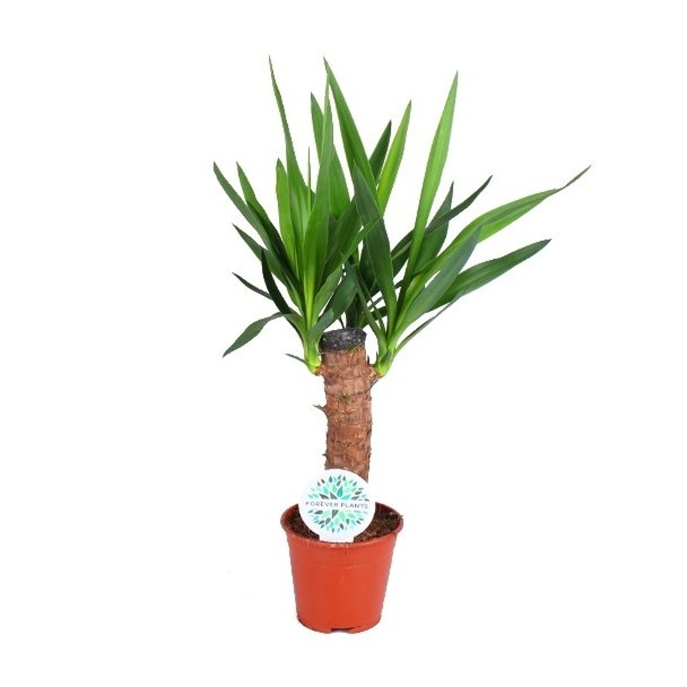 Okrasné pokojové rostliny - Juka obrovská kmínek 30cm, 3-5 váhonů, květináč 14cm