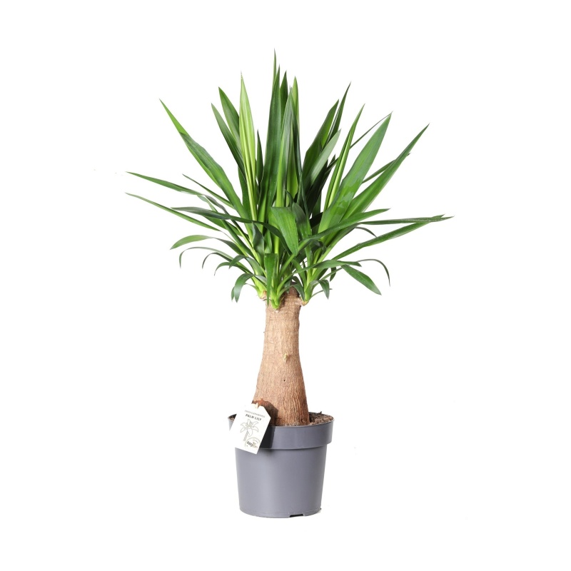 Okrasné pokojové rostliny - Juka obrovská květináč 24cm