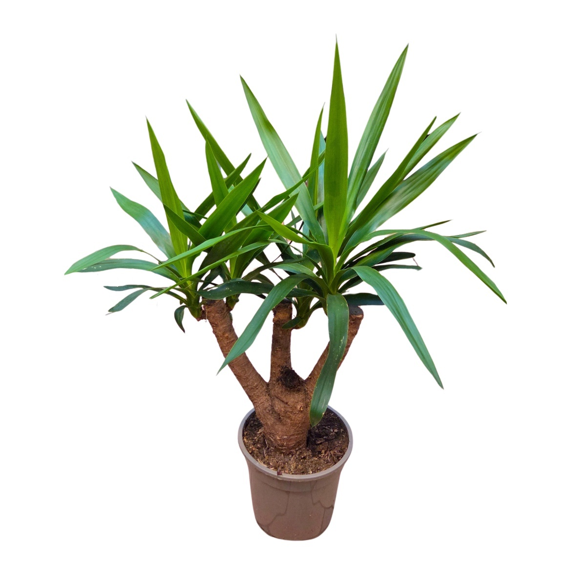 Okrasné pokojové rostliny - Juka obrovská větvená, květináč 19cm