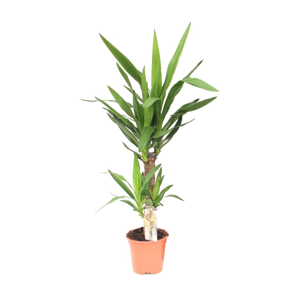 Okrasné pokojové rostliny - Juka obrovská výšky kmínku 45-20cm, květináč 17cm