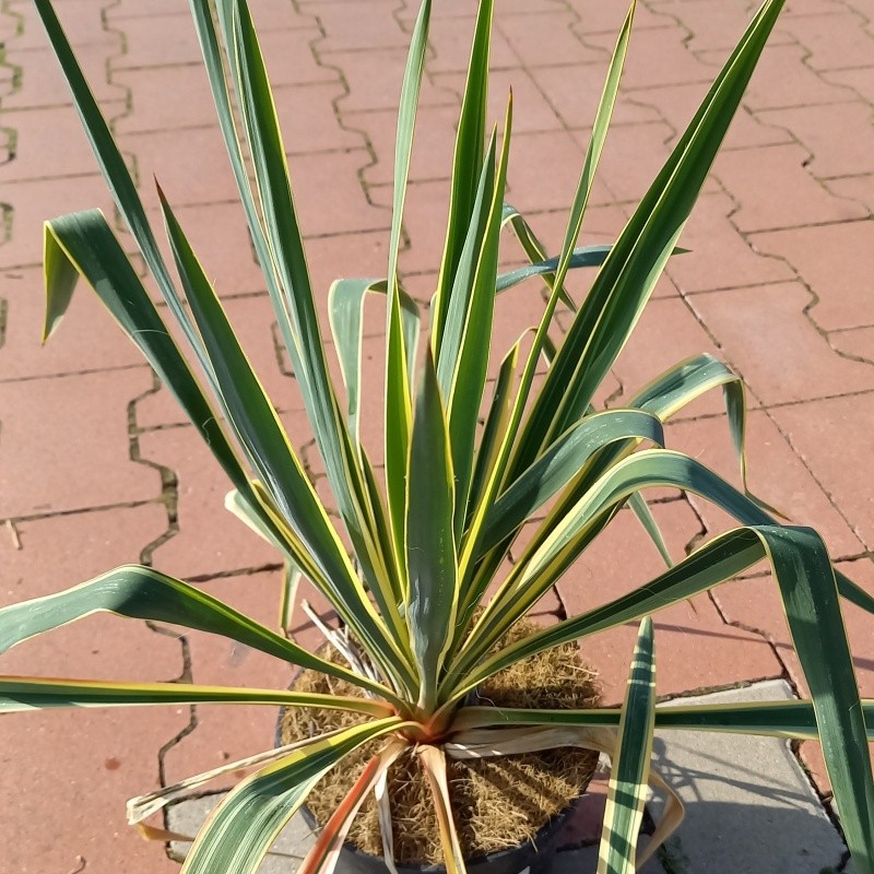 Na slunce - Juka vláknitá 'Bright Edge' výška 30cm/+, květináč 2 litry