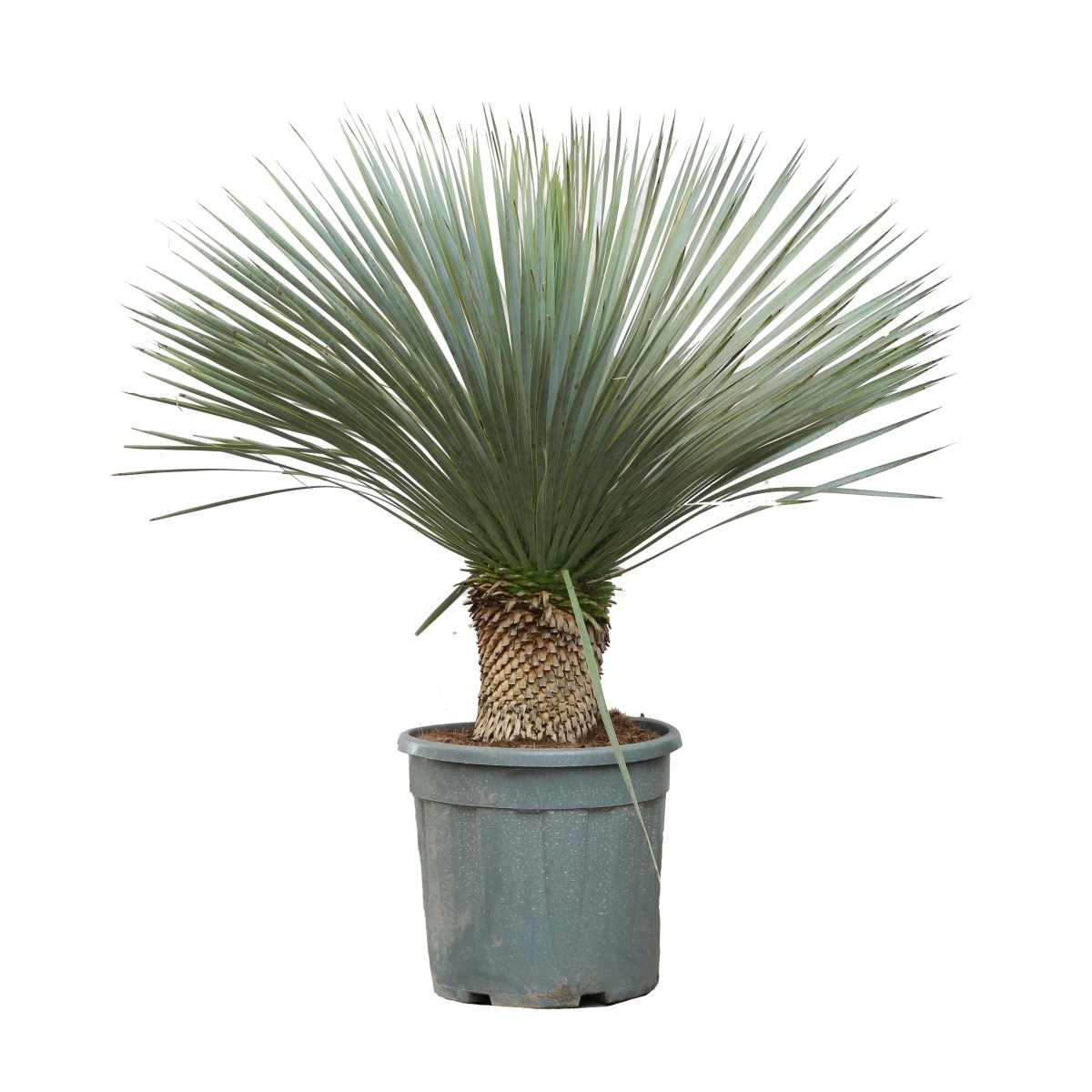Nádobové květiny - Juka zobanitá kmínek 10/20cm, květináč 11 litrů