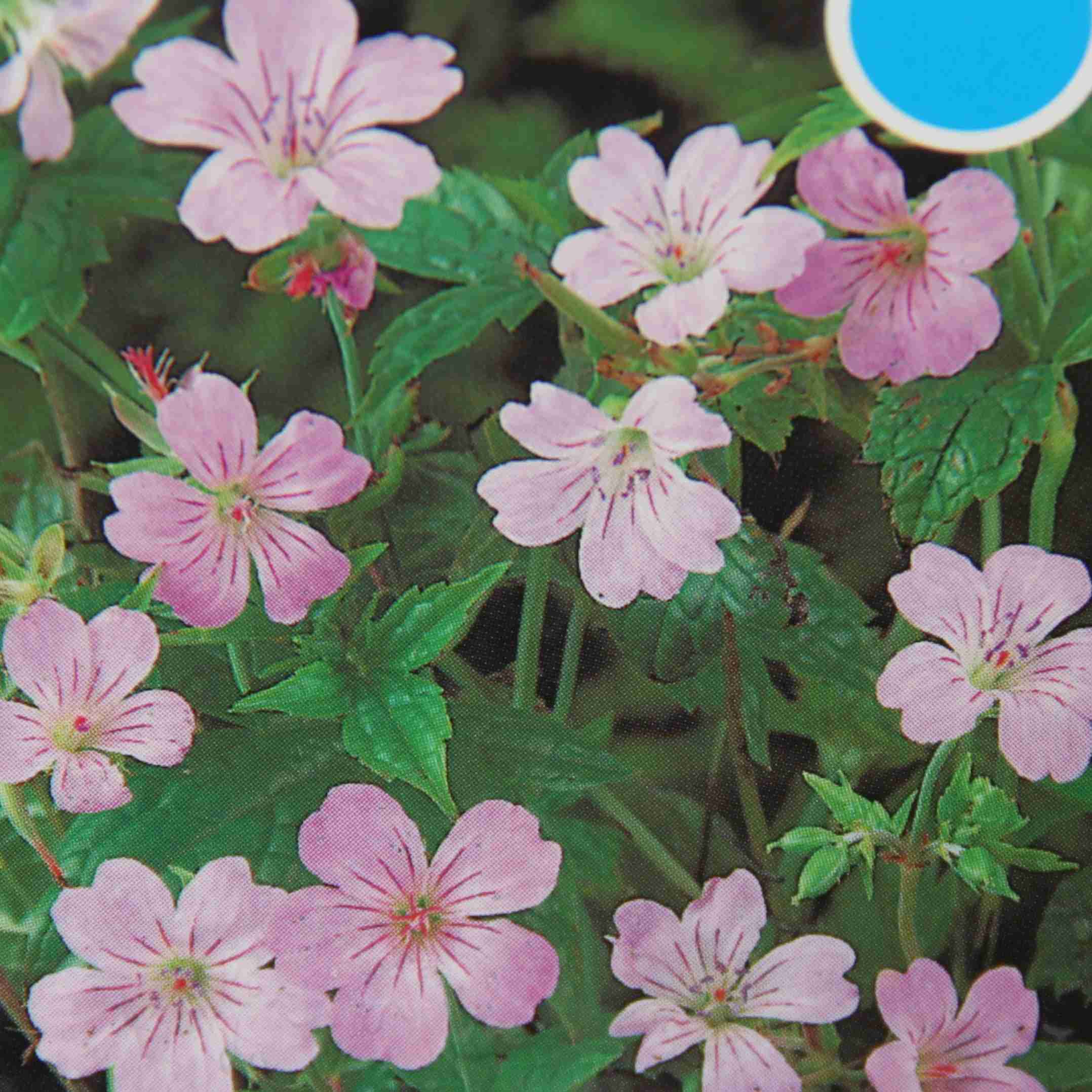 Půdopokryvné rostliny - Kakost 9cm