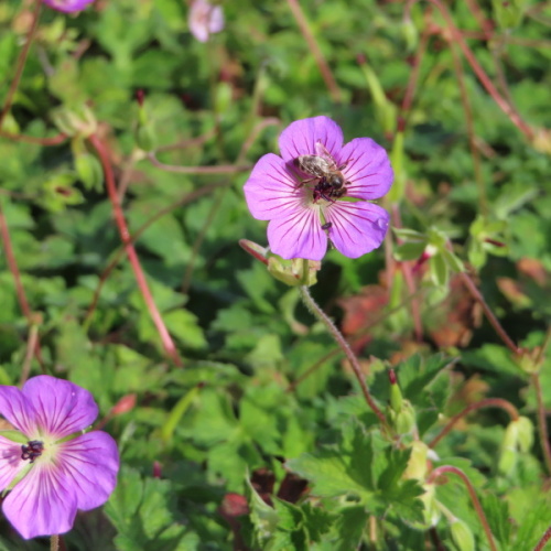 Rostliny - Kakost 'All Summer Delight' Květináč 15cm