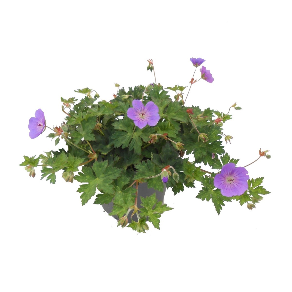 Na slunce - Kakost Azure Rush květináč 13cm