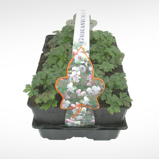 Půdopokryvné rostliny - Kakost 'Biokovo' 6pack