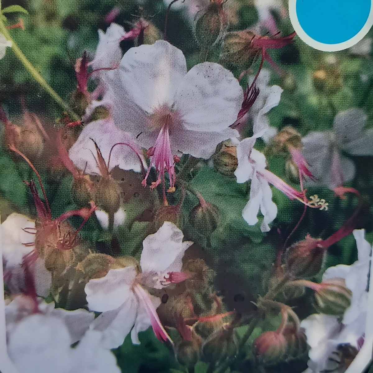 Na slunce - Kakost kantabrijský Biokovo květináč 9cm