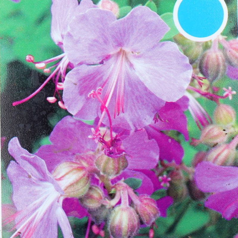 Půdopokryvné rostliny - Kakost kantabrijský 'Karmina' 9cm